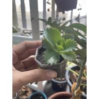 ราคา ต้นเศรษฐีพันล้าน กระถาง 8 เหลี่ยม (8428073356)