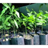 ราคา ต้นกล้าผักหวานป่า เพาะเมล็ด (25444383338)