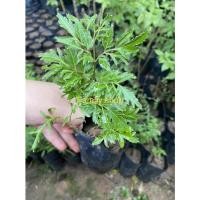 ราคา ต้นเล็บครุฑ เล็บครุฑใบฝอย เล็บครุฑทอดมัน (10221834035)