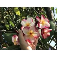 ราคา ลีลาวดีดนัยดีไลค์ ขายเป็นกิ่งนะคะ ฟอร์มดอกสวยมาก ฟอร์มดอกออกทรงกลมขอบตั้ง (5736461756)