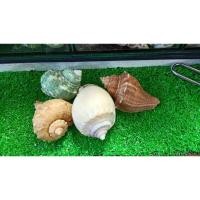 ราคา เปลือกสำหรับปูเสฉวนบก (5369574466)