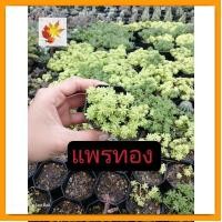 ราคา [ต้นไม้จิ๋ว] เศรษฐีแพรทอง แพรทอง พร้อมกระถาง วางบนโต๊ะทำงานได้ ต้นไม้มงคล ต้นไม้ประดับ ต้นไม้ปลูกในบ้าน เสริมดวง (21474863229)