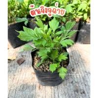 ราคา ต้นจิงจูฉ่าย จิงจูฉ่าย ในถุงดำ พร้อมปลูก (57701400061)