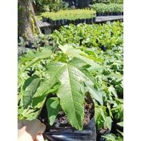 ราคา ต้นมะละกอแก้วกลางดงหรือเรียกอีกชื้อมะละกอเก้ายอดเตี้ย (57805979804)