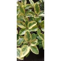 ราคา ต้นยางอินเดียด่างเหลือง ใบแปลก ใบสวย ไม้ใบ (23457193478)