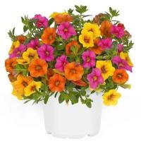 ราคา 25 เมล็ด ดอกพิทูเนีย ดอกพิทูเนียพันธุ์เตี้ย Dwarf Petunia Flower Seed สายพันธุ์ Hawaiian Kalani (43722922944)