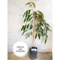 ราคา ตอทุเรียนป่า แท้ ทุเรียนทองบางสะพาน (20183329222)