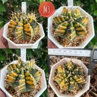 ราคา ยิมโนไม้เมล็ด ราคาถูก ยิมโนด่างลายสวย ยิมโน แคคตัส cuctus กระบองเพชร (24456079006)