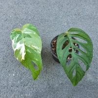 ราคา ชุด 2 กระถ่าง อิพิด่างขาว​ อิพิ epi Epipremnum มอนสเตอร่า อคูมินาต้า (Monstera acuminata) ไม้ฟอกอากาศ ไม้หายาก ไม้สะสม (15148300950)