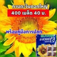 ราคา 400 เมล็ด เมล็ดดอกทานตะวันดอกใหญ่ แปซิฟิก อะควอร่า6 แบ่งขาย เมล็ดทานตะวันชมดอก เมล็ดดอกทานตะวัน (5131801678)