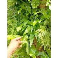 ราคา เฟิร์นฮาวาย เฟิร์นตกแต่งสวน ตัดขายเป็นกำ กำล่ะ 20 ต้น (18484424495)
