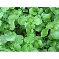 ราคา เมล็ด สลัดน้ำ วอเตอร์เครส - Watercress (525459119)