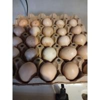 ราคา ไข่เชื้อไก่บ้าน ไข่เชื้อไก่พื้นเมืองชุด 10 ฟองแถม 2 ฟอง (27579820890)