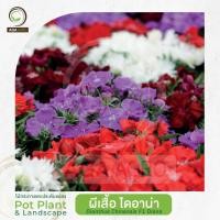 ราคา AGA AGRO I "ผีเสื้อ ไดอาน่า" พันธุ์ดอกใหญ่ มีสีให้เลือกเยอะ-100เมล็ด -Dianthus Diana (18719366132)
