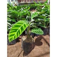 ราคา ต้นคล้าม้าลาย "ต้นคล้าเสือโคร่ง" (13311012827)