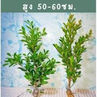 ราคา กิ่งตอนไทรเกาหลี 50-60 ซม.#แถม1กิ่ง พร้อมส่ง (22261073992)