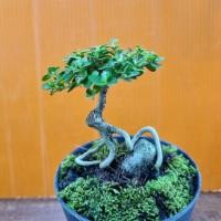 ราคา บอนไซ เพรมน่า ไต้หวัน เกาะหิน (19526771899)