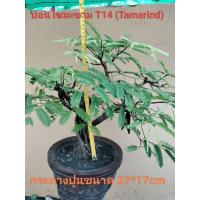 ราคา บอนไซมะขาม T14 (Tamarind) (55603445209)