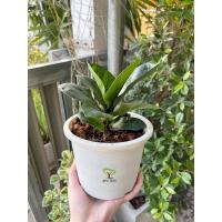 ราคา ไทรใบสัก + กระถางขาว 6” (9473381490)