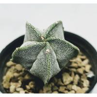 ราคา มายริโอจุดขาว (Myrio) ขนาดประมาณ 2 เซนติเมตร #หมวกสังฆราช #cactus #แคตตัส #กระบองเพชร #ไม้อวบน้ำ (7842623941)