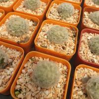 ราคา Mammillaria plumosa แมมขนนกขาว (5334664878)
