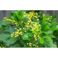 ราคา ต้นประยงค์ดอกหอม ต้นพุ่มเตี้ย ดอกหอมแรง (3017650812)