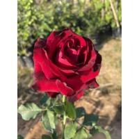 ราคา กุหลาบแดงไร้หนาม (Red Baccara) เป็นกุหลาบตัดดอก เลี้ยงง่าย (51902032938)