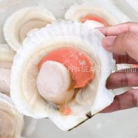 ราคา หอยเชลล์ญี่ปุ่นครึ่งฝา800กรัม(แพ็ค) (หอยเชลล์ญี่ปุ่นฝาเดียวแช่แข็ง) อาหารแช่แข็งพร้อมส่ง (8135937482)