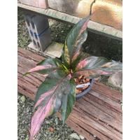 ราคา ต้นโชคเก้าชั้นด่างชมพู/โชคเก้าชั้นด่าง กระถาง 6-8 นิ้ว (4988926845)