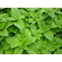 ราคา 15,000 เมล็ด เลม่อนบาล์ม - Lemon Balm (8006827640)