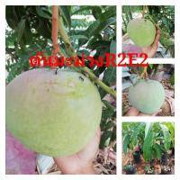 ราคา ต้นมะม่วง​ R2E2 (อาร์ทูอีทู)​แบบเสียบยอด (9042995668)