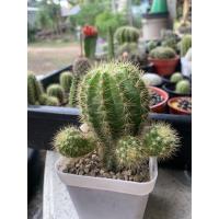 ราคา หน่อเด็ดสดดาวล้อมเดือน (Echinopsis calochlora) ขนาด 1-2 cm แคคตัสราคาถูก กระบองเพชรราคาถูก (10306028013)