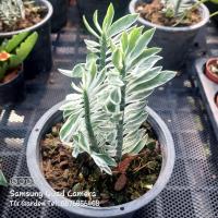 ราคา ต้นบันไดเศรษฐี บันไดเงิน ว่านตีนตะขาบ (6335316279)