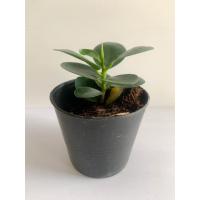 ราคา ช้อนเงินช้อนทอง[ช้อนโชคลาภเข้าหาตัว] (9516365679)