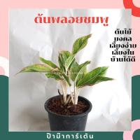 ราคา ต้นพลอยชมพู แสงเพชรแสงพลอย ออโรร่าชมพู อโกลนีมา (4840256265)