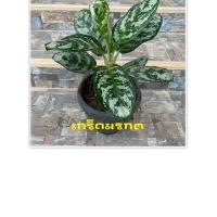 ราคา เกร็ดมรกต (ไม้มงคล) (8494675874)