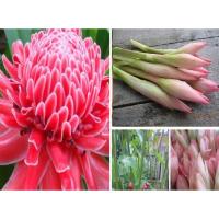 ราคา ต้นคันตันเปรี้ยวแซ่บ (50452051810)