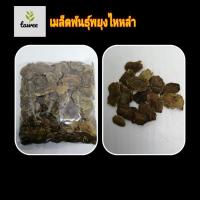 ราคา เมล็ดพยุงไหหลำ 50 เมล็ดต่อชุด เมล็ดพันธุ์พืช (9402361783)