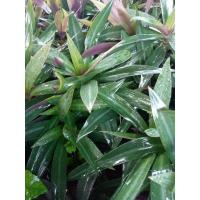 ราคา ว่านกาบหอยแครงหรือเพชรสายรุ้ง 1ชุด12ก้าน (13236520806)