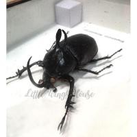 ราคา ด้วงจริง ๆ ตัวใหญ่บึ้ม กล่องแมลงสต๊าฟ กว่างซางหูกระต่าย (กว่างซางพม่า) ตัวอ้วน ๆ สวย ๆ ของแท้ สีสันธรรมชาติ ++ (5445024701)