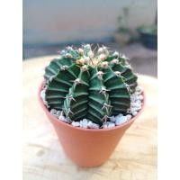 ราคา ยิมโน แคคตัสยิมโน cactus (8216804970)
