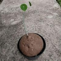 ราคา บัวบกหัว หรือ บัวบก. เป็นไม้โขด (7736423604)