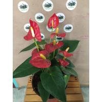 ราคา ต้นหน้าวัวฮอนแลนด์ สายพันธ์ แคระ Aristo กระถาง 7 นิ้ว (8184890365)