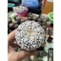 ราคา กระบองเพชร แคคตัส แอสโตรไฟตัม แอสทีเรียส ซุปเปอร์ คาบูโตะ วีไทป์ (cactus astrophytum asterias super kabuto v-type) (22610188047)