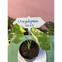 ราคา บอนนาญี่ปุ่น Colocasia yellow splash (10637300683)
