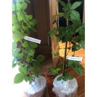 ราคา ต้นแบล็คเบอรี่ Prime Ark 45 มีหนาม (22537333172)