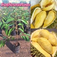 ราคา ต้นทุเรียน พันธุ์หมอนทอง (Monthong) เสียบยอด ต้นที่ส่งสูง 60-1 เมตร. ต้นแข็งแรง พร้อมปลูก (26725072001)