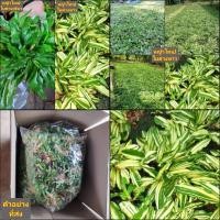 ราคา ต้น หญ้าไทเป ใบด่างขาว ใบด่างเขียว หญ้าไทเปด่าง หญ้าไทเปเขียว สี ด่าง เขียว ต้นหญ้าไทเป (27503787332)