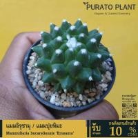 ราคา แคคตัสราคาถูก กระบองเพชร แมมอิรุซามุ แมมปุยหิมะ Mammillaria bucareliensis Erusamu #cactus (20286556583)