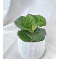 ราคา ต้นไทรใบสักต้นจริงพร้อมกระถางมินิมอลต้นไทรใบสักมินิ (13536302830)